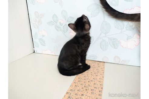 販売中の東京都のベンガル-115301